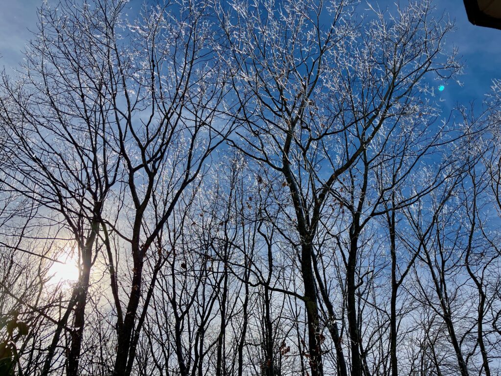 The tops of tall oaks, each branch and twig coated with a sheathe of glittering ice, against a blue sky.