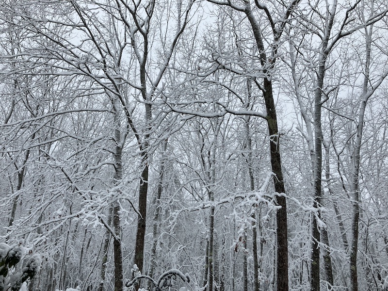 Oak trees with each limb and twig outlined in snow